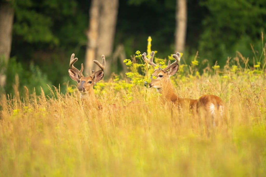 Photo of a Young Dears in Grass